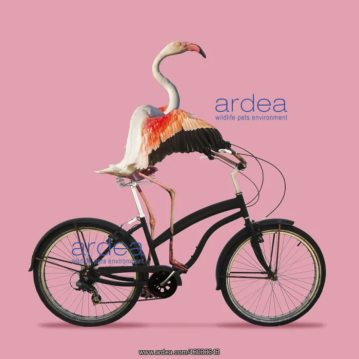 : Flamingo, riding a bike. Digital manipulation : Flamingo, riding a bike. Digital manipulation