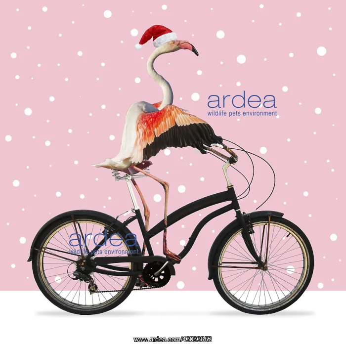 : Flamingo, riding a bike wearing a Christmas hat : Flamingo, riding a bike wearing a Christmas hat