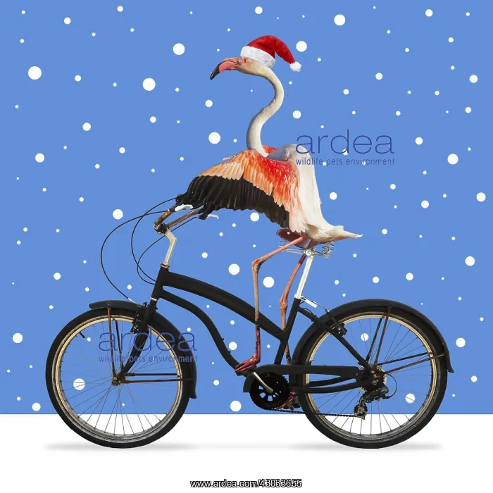 : Flamingo, riding a bike wearing a Christmas hat : Flamingo, riding a bike wearing a Christmas hat