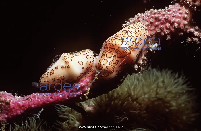 : FLAMINGO TONGUE COWRIE : FLAMINGO TONGUE COWRIE