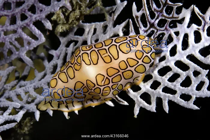 : Flamingo tongue cowrie Cyphoma gibbosum on Common Sea Fan Go : Flamingo tongue cowrie Cyphoma gibbosum on Common Sea Fan Go