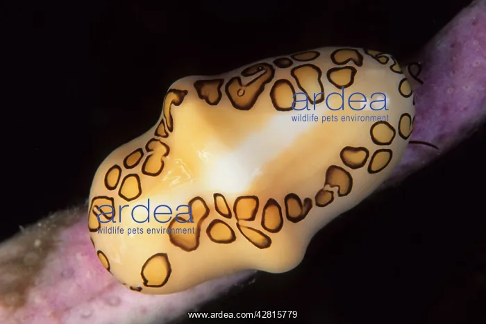 : Flamingo tongue cowrie Cyphoma gibbosum Isla de la Juventud : Flamingo tongue cowrie Cyphoma gibbosum Isla de la Juventud