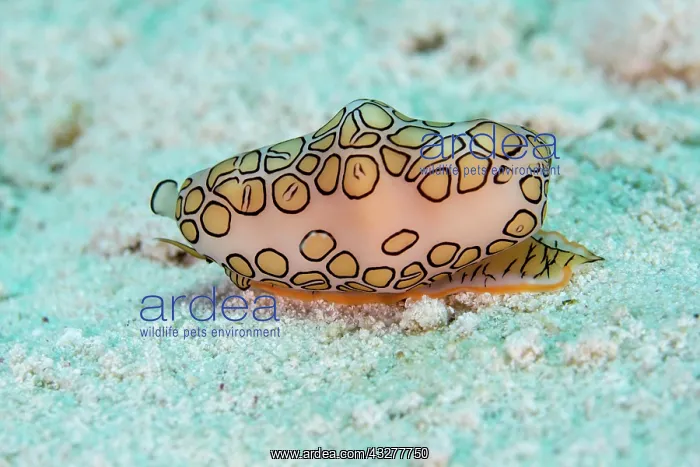 : Flamingo tongue snail (Cyphoma gibbosum), Playa : Flamingo tongue snail (Cyphoma gibbosum), Playa