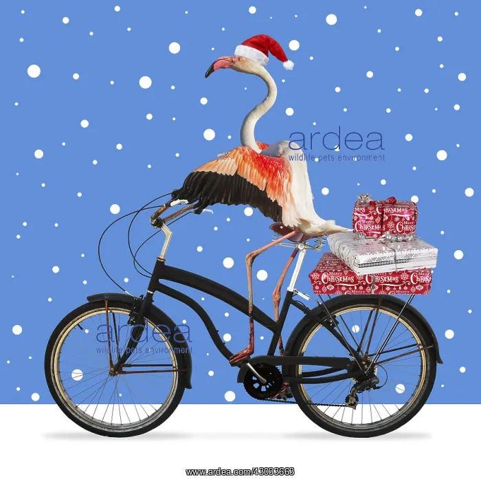 : Flamingo, wearing a Christmas hat riding a bike : Flamingo, wearing a Christmas hat riding a bike