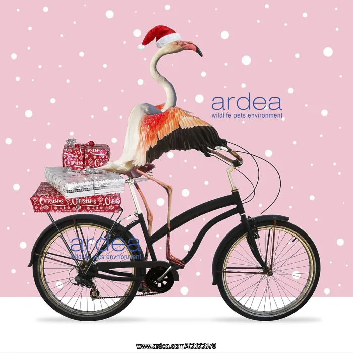 : Flamingo, wearing a Christmas hat riding a bike : Flamingo, wearing a Christmas hat riding a bike
