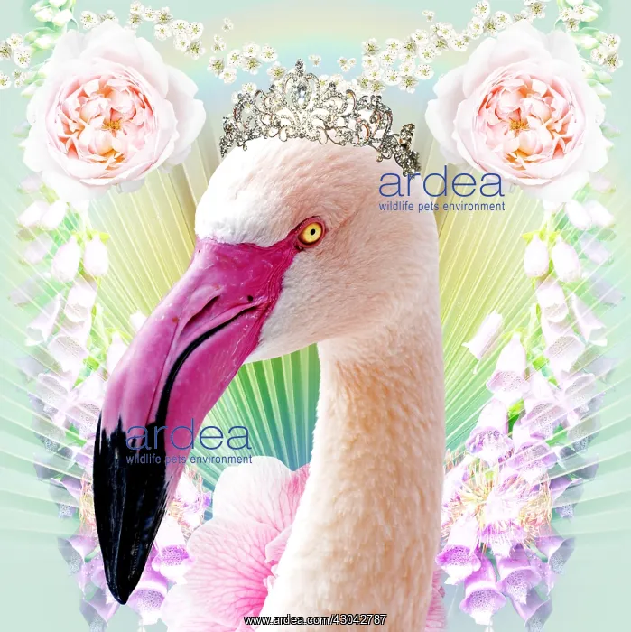 : Flamingo wearing tiara with Roses and flowers : Flamingo wearing tiara with Roses and flowers