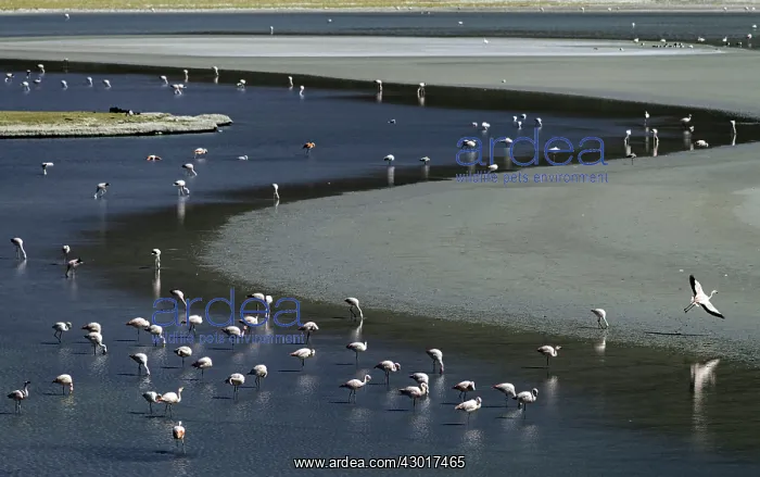  : Flamingos feeding at lagoon