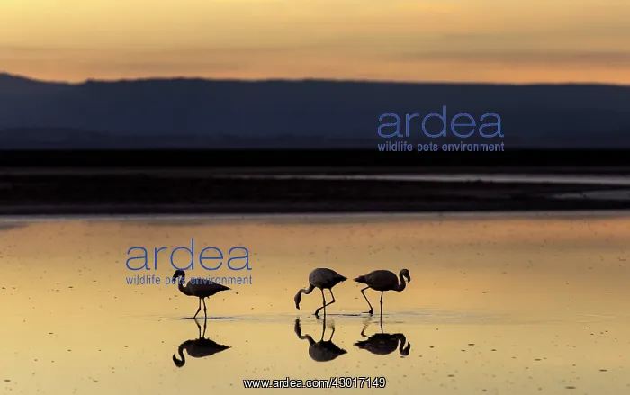 : Flamingos feeding from lagoon at dusk : Flamingos feeding from lagoon at dusk
