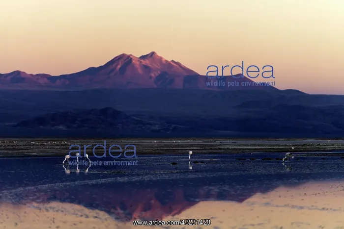 : Flamingos feeding from lagoon with mountains in : Flamingos feeding from lagoon with mountains in