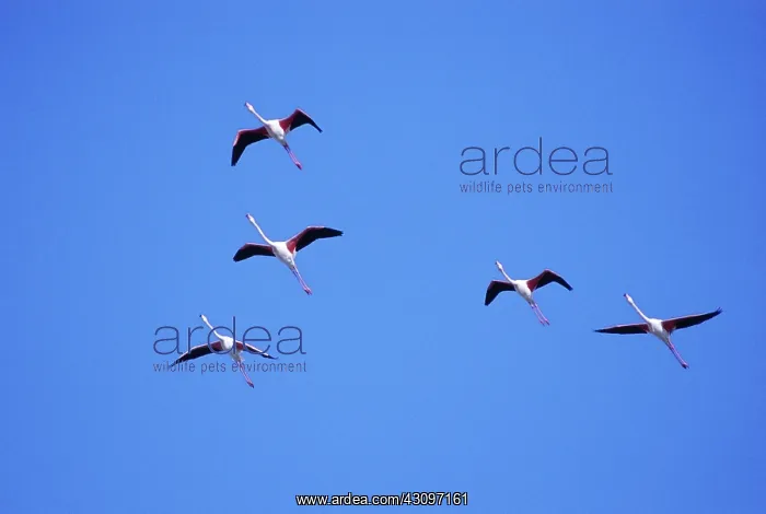 : Flamingos in flight : Flamingos in flight