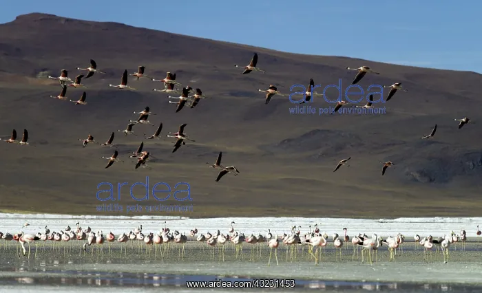  : Flamingos in flight