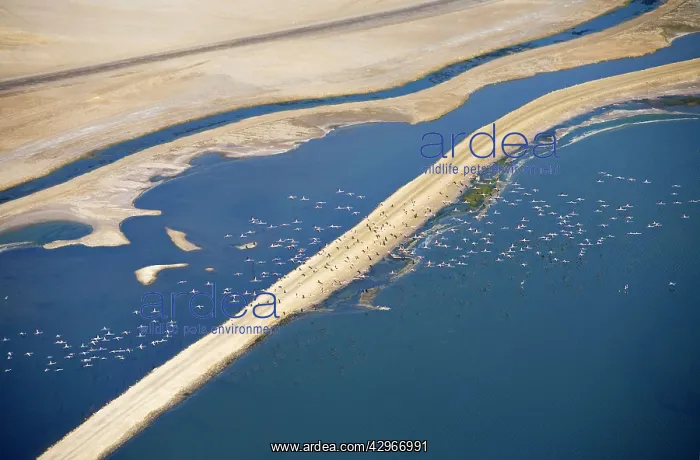 : Flamingos in flight over water - saltpans near Swakopmung : Flamingos in flight over water - saltpans near Swakopmung