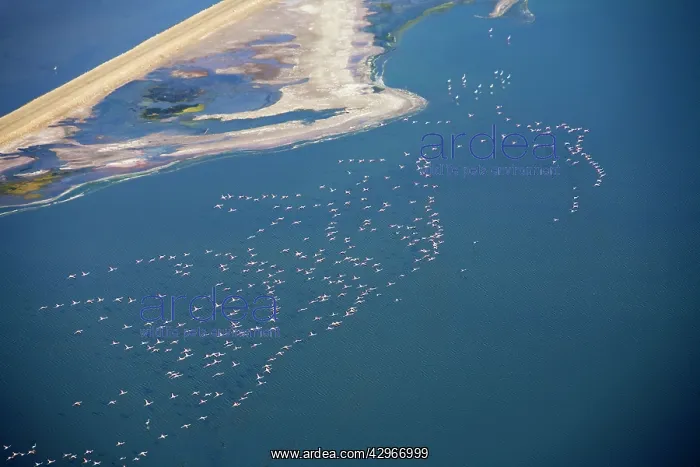 : Flamingos in flight over water - saltpans near Swakopmung : Flamingos in flight over water - saltpans near Swakopmung