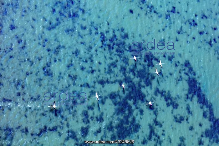 : Flamingos flying at the Aegean coast, Turkey : Flamingos flying at the Aegean coast, Turkey