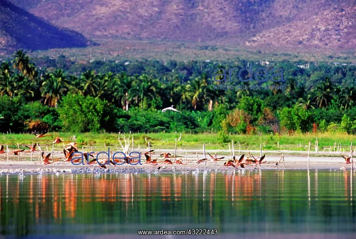 : Flamingos at Lago Enriquillo, Barahona : Flamingos at Lago Enriquillo, Barahona