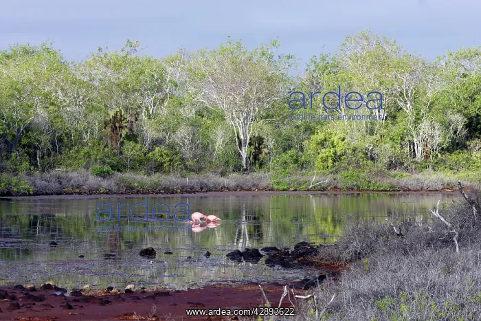 : Flamingos - at Lagoon : Flamingos - at Lagoon