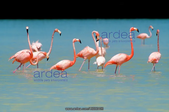 : Flamingos at Laguna Oviedo, Barahona, Dominican : Flamingos at Laguna Oviedo, Barahona, Dominican