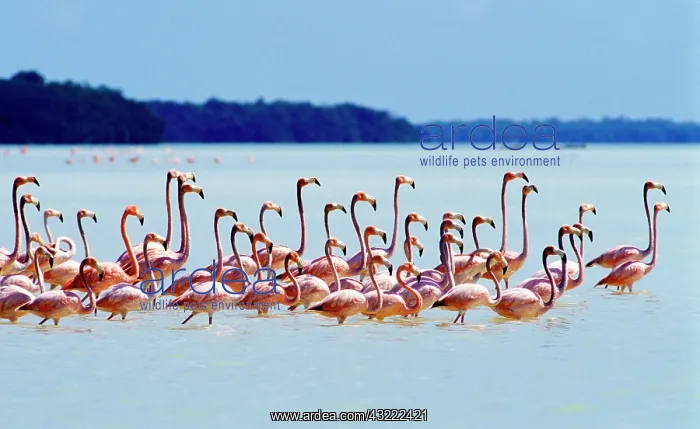 : Flamingos at Laguna Oviedo, Barahona, Dominican : Flamingos at Laguna Oviedo, Barahona, Dominican