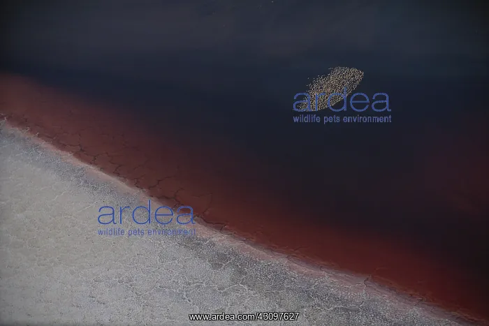 : Flamingos in Lake Natron : Flamingos in Lake Natron