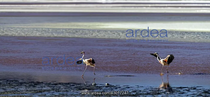  : Flamingos landing on the beach