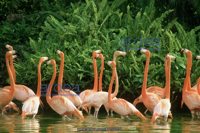 : Flamingos (Phoenicopterus sp.) : Flamingos (Phoenicopterus sp.)