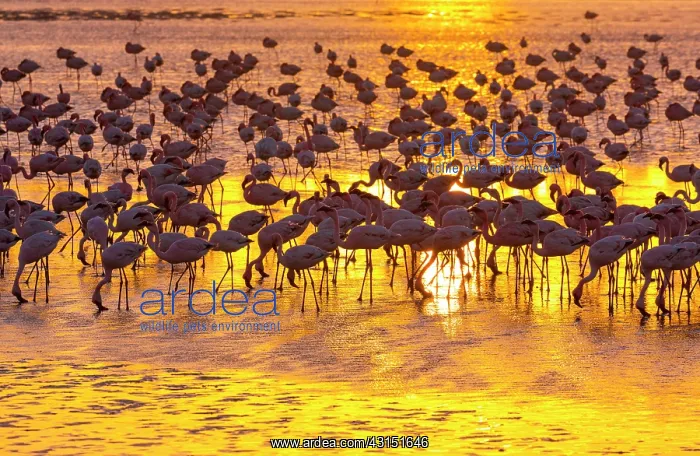 : Flamingos, Salinas, Walvis Bay, Namibia, Africa : Flamingos, Salinas, Walvis Bay, Namibia, Africa