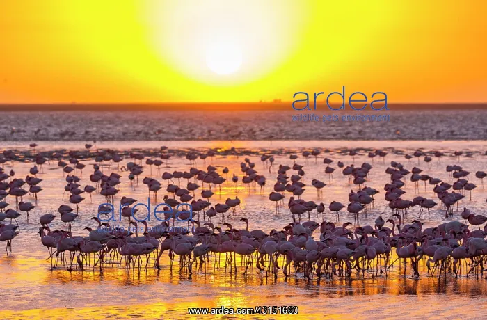: Flamingos, Salinas, Walvis Bay, Namibia, Africa : Flamingos, Salinas, Walvis Bay, Namibia, Africa