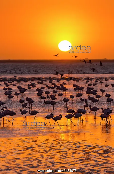 : Flamingos, Salinas, Walvis Bay, Namibia, Africa : Flamingos, Salinas, Walvis Bay, Namibia, Africa