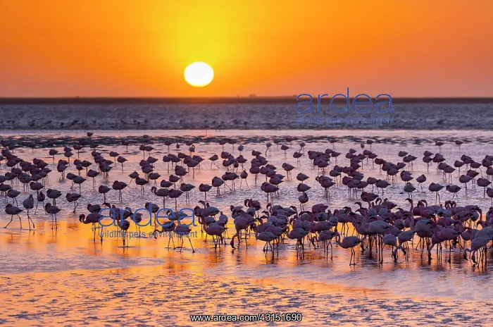 : Flamingos, Salinas, Walvis Bay, Namibia, Africa : Flamingos, Salinas, Walvis Bay, Namibia, Africa