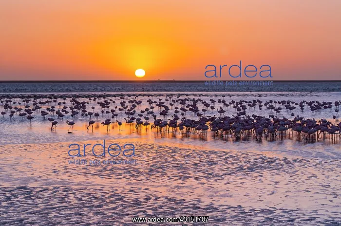 : Flamingos, Salinas, Walvis Bay, Namibia, Africa : Flamingos, Salinas, Walvis Bay, Namibia, Africa