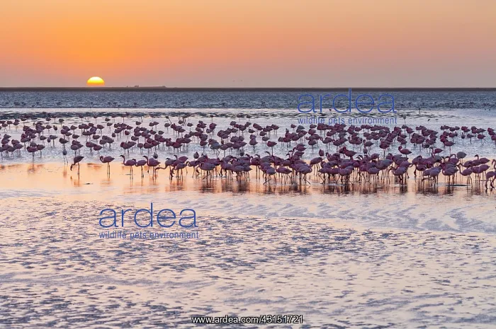 : Flamingos, Salinas, Walvis Bay, Namibia, Africa : Flamingos, Salinas, Walvis Bay, Namibia, Africa