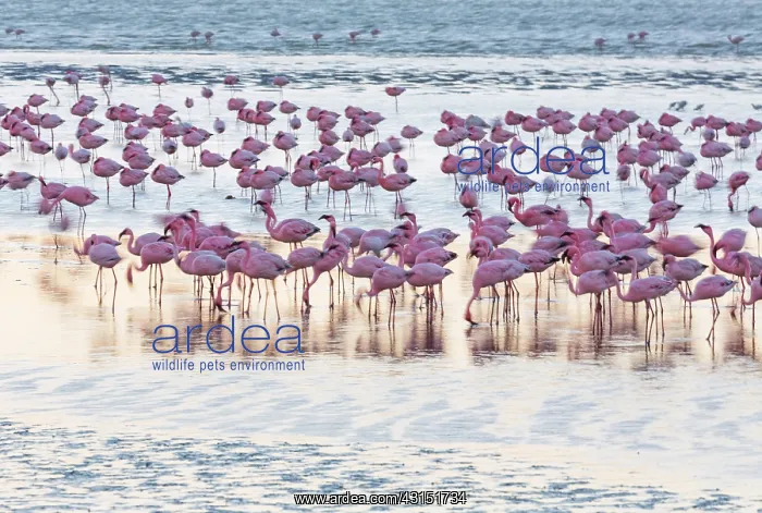 : Flamingos, Salinas, Walvis Bay, Namibia, Africa : Flamingos, Salinas, Walvis Bay, Namibia, Africa