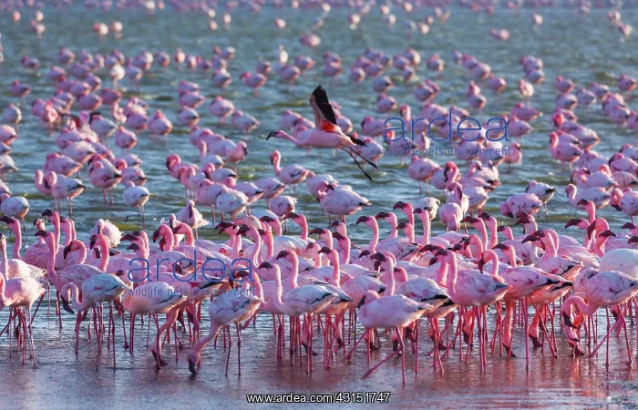 : Flamingos, Salinas, Walvis Bay, Namibia, Africa : Flamingos, Salinas, Walvis Bay, Namibia, Africa