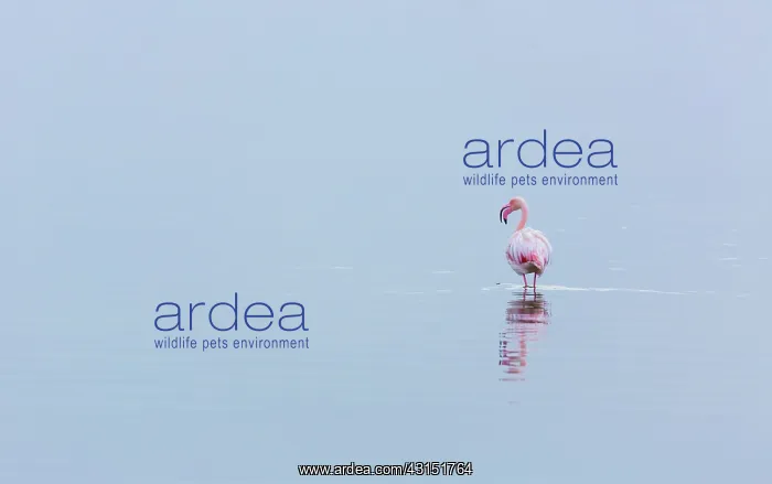 : Flamingos, Salinas, Walvis Bay, Namibia, Africa : Flamingos, Salinas, Walvis Bay, Namibia, Africa