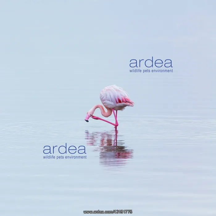 : Flamingos, Salinas, Walvis Bay, Namibia, Africa : Flamingos, Salinas, Walvis Bay, Namibia, Africa