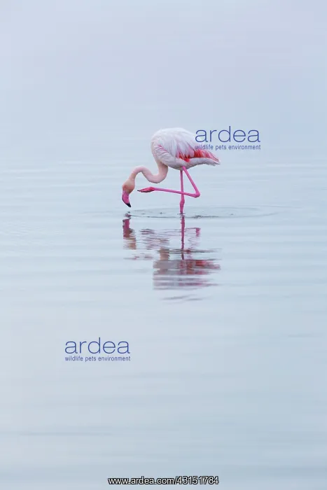 : Flamingos, Salinas, Walvis Bay, Namibia, Africa : Flamingos, Salinas, Walvis Bay, Namibia, Africa