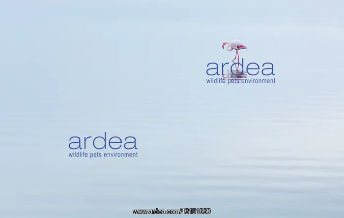 : Flamingos, Salinas, Walvis Bay, Namibia, Africa : Flamingos, Salinas, Walvis Bay, Namibia, Africa