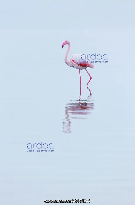 : Flamingos, Salinas, Walvis Bay, Namibia, Africa : Flamingos, Salinas, Walvis Bay, Namibia, Africa