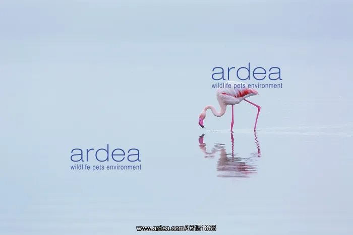 : Flamingos, Salinas, Walvis Bay, Namibia, Africa : Flamingos, Salinas, Walvis Bay, Namibia, Africa