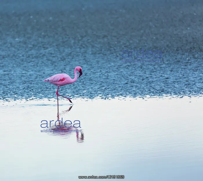 : Flamingos, Salinas, Walvis Bay, Namibia, Africa : Flamingos, Salinas, Walvis Bay, Namibia, Africa