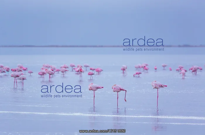 : Flamingos, Salinas, Walvis Bay, Namibia, Africa : Flamingos, Salinas, Walvis Bay, Namibia, Africa