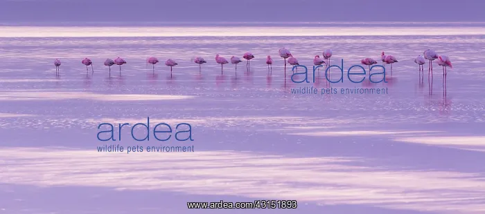 : Flamingos, Salinas, Walvis Bay, Namibia, Africa : Flamingos, Salinas, Walvis Bay, Namibia, Africa