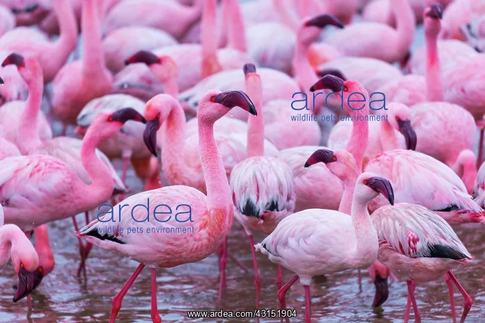 : Flamingos, Salinas, Walvis Bay, Namibia, Africa : Flamingos, Salinas, Walvis Bay, Namibia, Africa