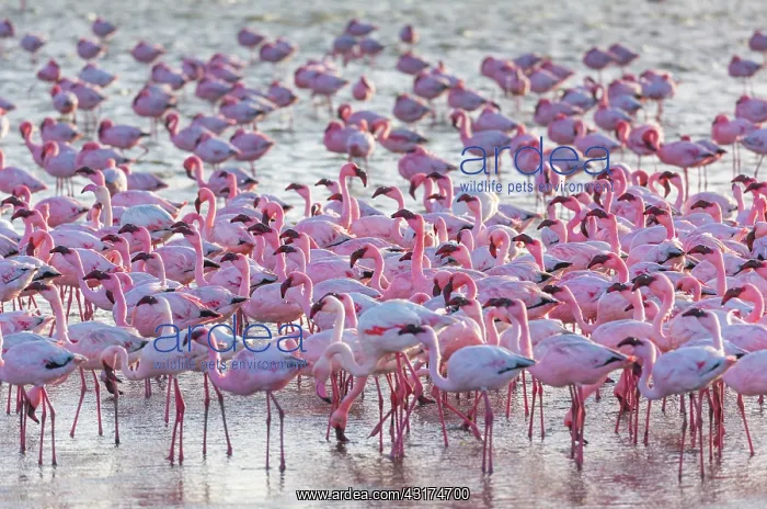  : Flamingos, Salinas, Walvis Bay, Namibia, Africa