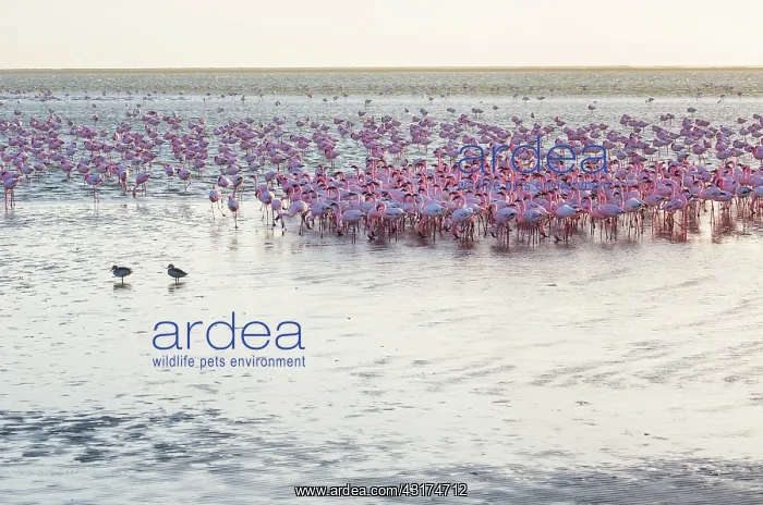 : Flamingos, Salinas, Walvis Bay, Namibia, Africa : Flamingos, Salinas, Walvis Bay, Namibia, Africa
