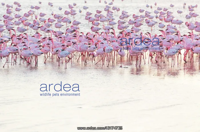 : Flamingos, Salinas, Walvis Bay, Namibia, Africa : Flamingos, Salinas, Walvis Bay, Namibia, Africa