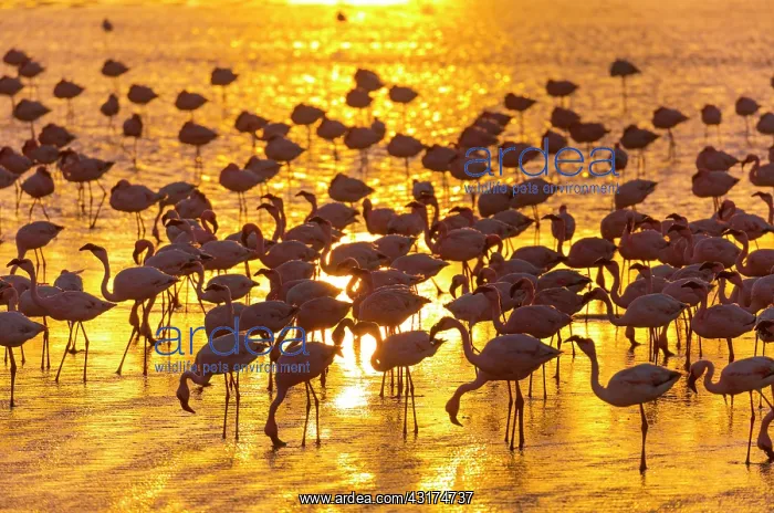 : Flamingos, Salinas, Walvis Bay, Namibia, Africa : Flamingos, Salinas, Walvis Bay, Namibia, Africa