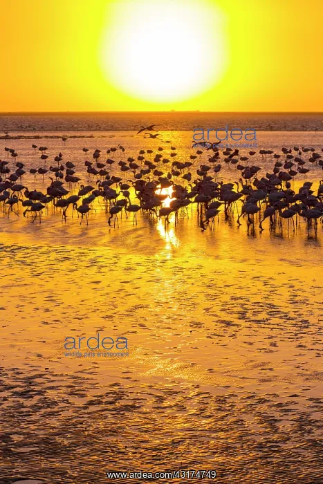 : Flamingos, Salinas, Walvis Bay, Namibia, Africa : Flamingos, Salinas, Walvis Bay, Namibia, Africa