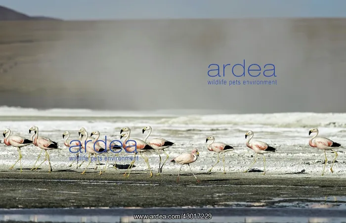 : Flamingos walking on the beach : Flamingos walking on the beach