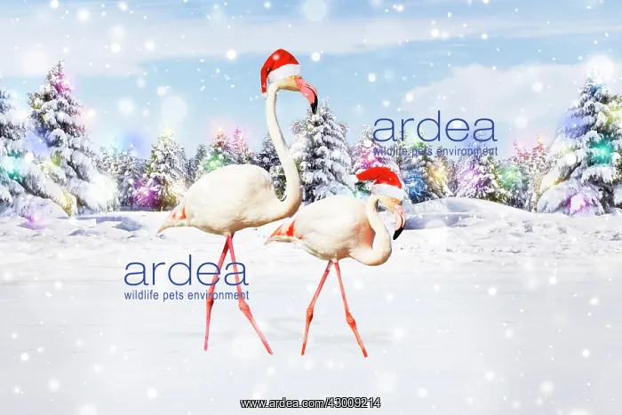 : Flamingos, wearing Christmas hat walking through : Flamingos, wearing Christmas hat walking through